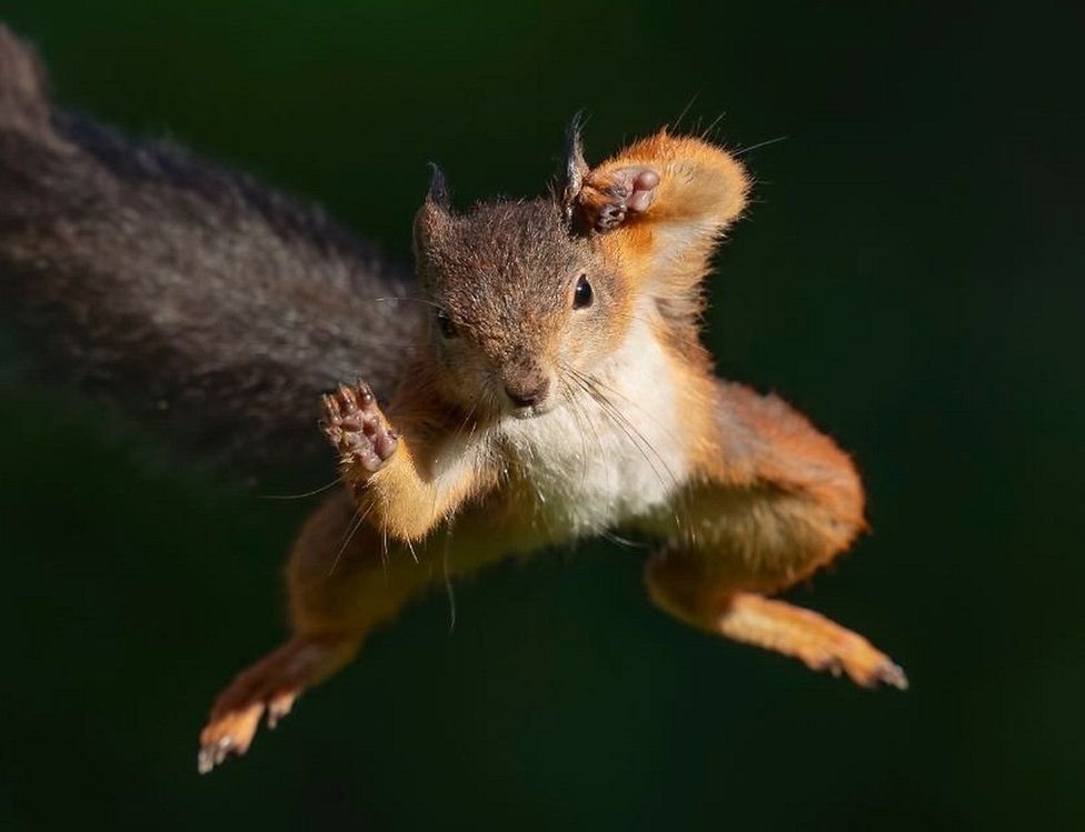 Image result for squirrel
