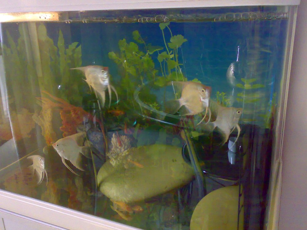 04102008041.thumb.jpg.3a04104745025fe91e2af5f576e8b9eb.jpg
