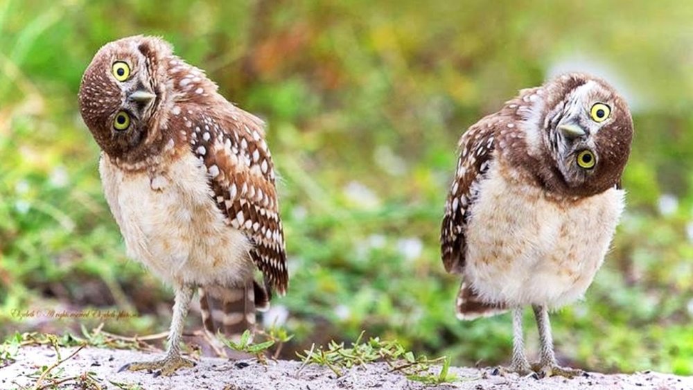 confused_owls.thumb.jpeg.1b3953aa0c755bf312425ee91dfb7fb3.jpeg