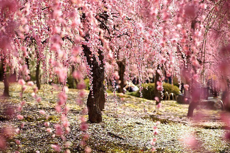 cherry-blossoms-beautiful.jpg.113f3b287ca210d03baf2c5e45b27777.jpg