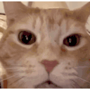 aaaah-cat.gif.2672f95a70c52de0e5722644ef44c725.gif