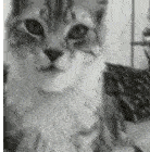 chad-cat.gif.1cd095630042a791485c5f8830a3f8c5.gif