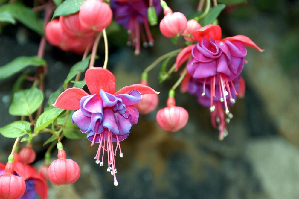flower-2289434_1920.thumb.jpg.7801118f88af79ded1652537bfd30da5.jpg