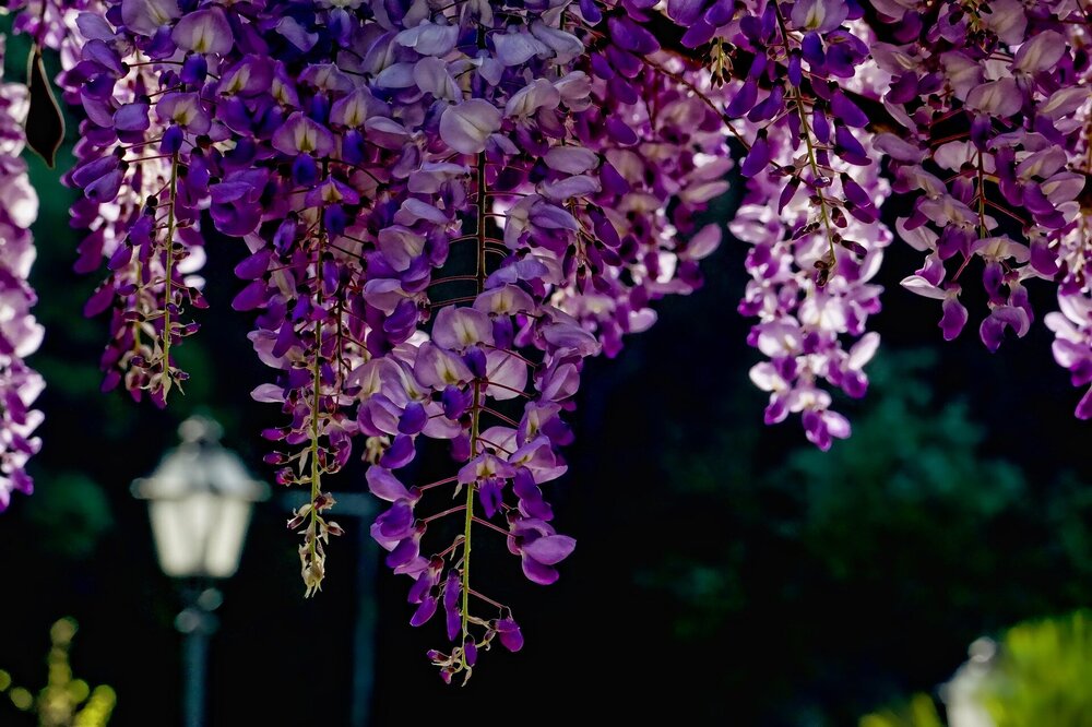 flower-3364922_1920.thumb.jpg.6bebf98c8cb19152df4d32eb47a2dbd9.jpg