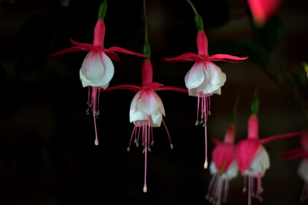 fuchsia-magellanica-4713281_1920.thumb.jpg.5c904a03fa3d8e4068038524eb44df5f.jpg