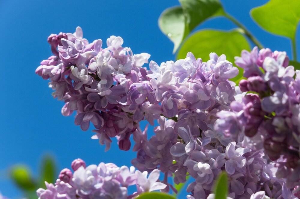 lilac-4181712_1920.thumb.jpg.8f28d2ee5e05598f306c83a77877011c.jpg