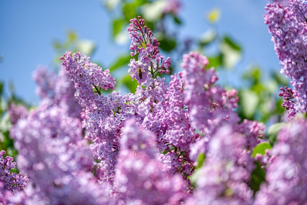 lilac-5061139_1920.thumb.jpg.f79e2731770d8fc44cc5bd8845d797b9.jpg