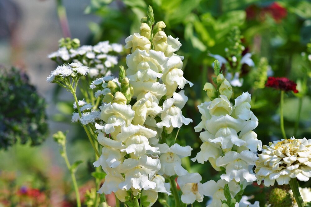 snapdragons-3596646_1920.thumb.jpg.15d35a6570032fed5f53e58ea1af9620.jpg