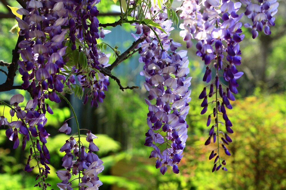 wisteria-flower-2356259_1920.thumb.jpg.7c260493c5031ee51a047edf4b87228f.jpg